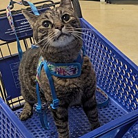 adopt a pet