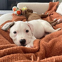 adopt a pet