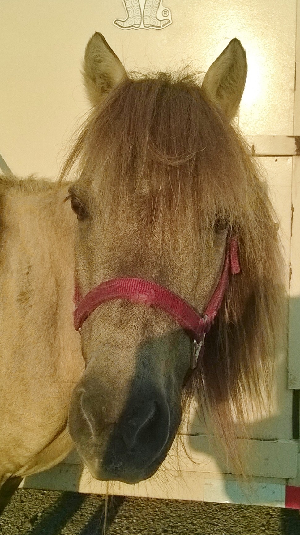 Adopt Ellie a Dun Miniature horse in Alvin, TX (16372495) Female