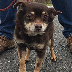 bonded pet photo