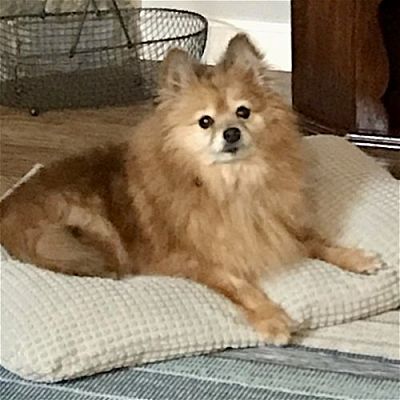 Cincinnati OH Pomeranian Meet Lola 2024 A Pet For Adoption   951051005 