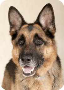 Chicago, IL - German Shepherd Dog. Meet Jack a Pet for Adoption.