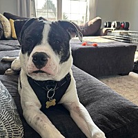 adopt a pet