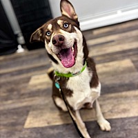 adopt a pet