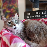 adopt a pet