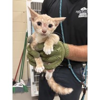 adopt a pet