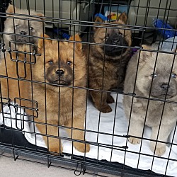 Photo of Chow pups