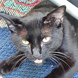 Thumbnail photo of Vinny "A Unique Black Kitty" #3