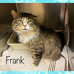 Thumbnail photo of FRANK - FIV+ #2