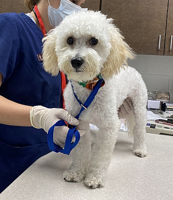 Houston, TX - Bichon Frise. Meet Simba a Pet for Adoption - AdoptaPet.com