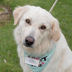 Photo of Tundra