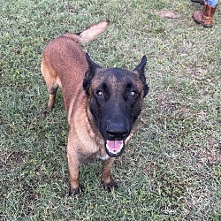 Thumbnail photo of Scout - Located in Texas #2