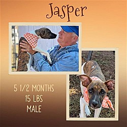 Thumbnail photo of JASPER #4