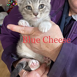 Thumbnail photo of Blue Cheese #1