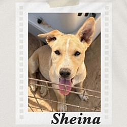 Photo of Sheina