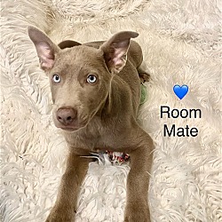 Photo of Room Mate