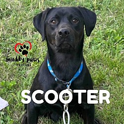 Photo of Scooter (Courtesy Post)