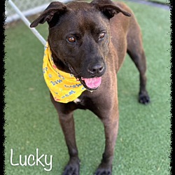 Photo of LUCKY