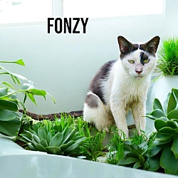 Thumbnail photo of Fonzy #1