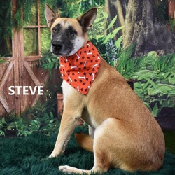 Thumbnail photo of Steve #2