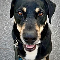 adopt a pet
