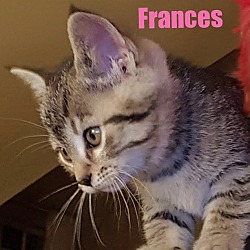 Thumbnail photo of Frances - Adopted Dec 2015 #1