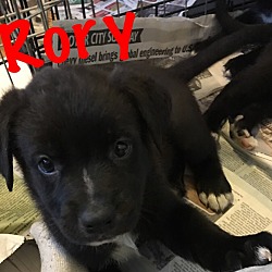 Thumbnail photo of Rory-Adopted! #3