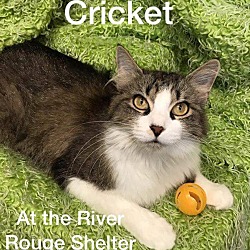 Thumbnail photo of Cricket #1