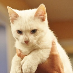 Thumbnail photo of Bo the White Cat **ADOPTED** #2
