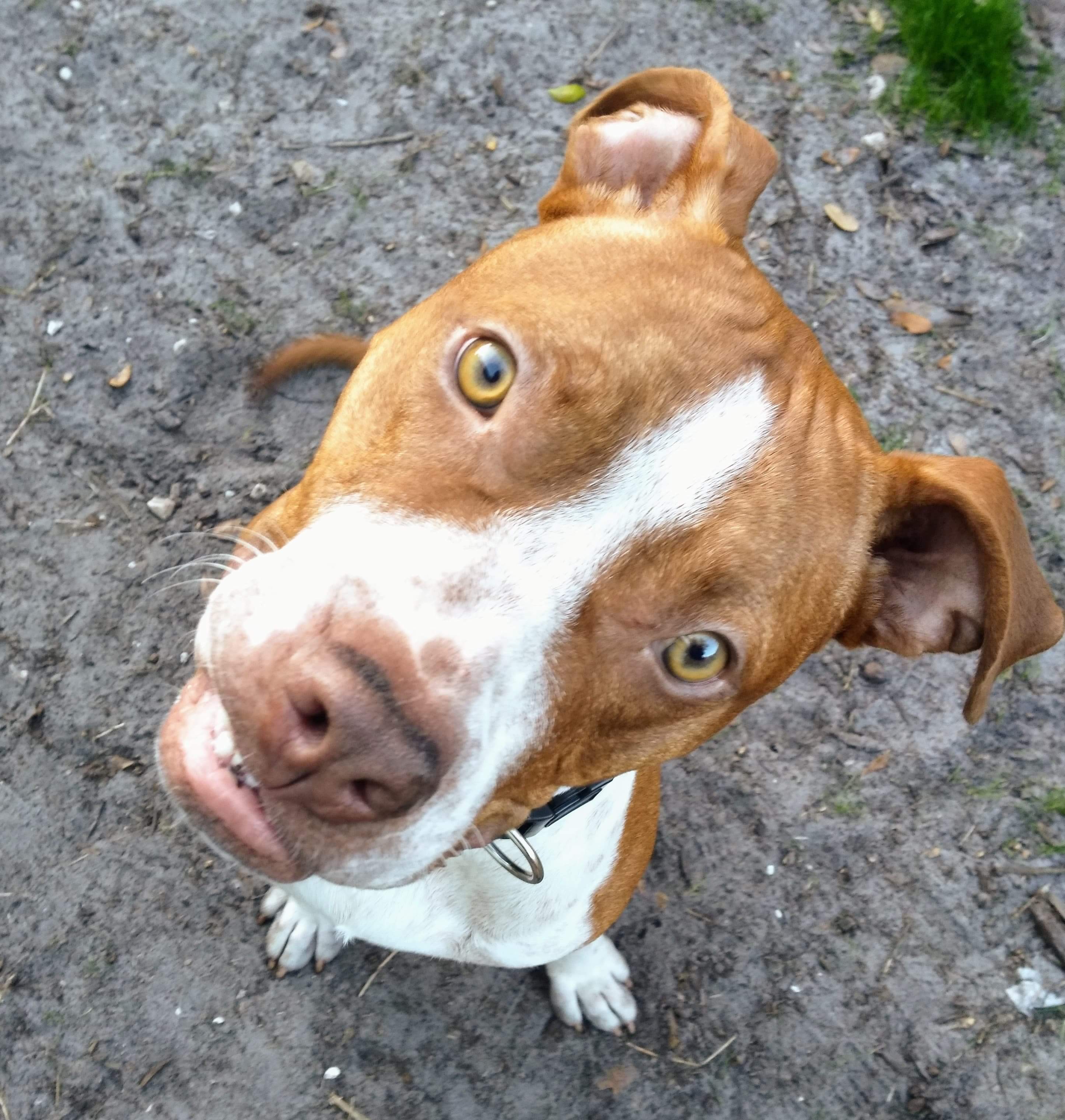 Adopt Copper a Brindle - with White Boxer / Mixed Breed ...