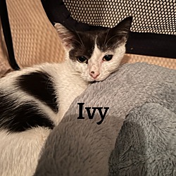 Photo of Ivy