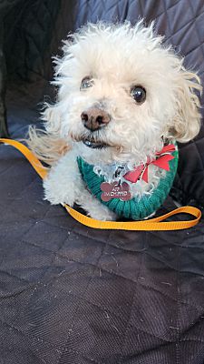 Goodyear, AZ - Miniature Poodle. Meet Ivory a Pet for Adoption