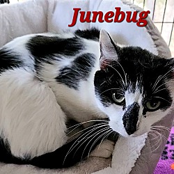 Thumbnail photo of Junebug #2