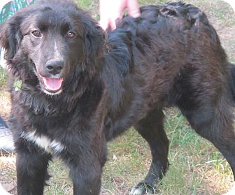 curly coated border collie