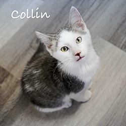 Thumbnail photo of Collin #1