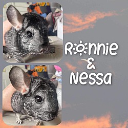 Thumbnail photo of Ronnie and Nessa #1