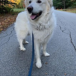 Thumbnail photo of Sadie in NH #1