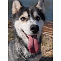 adopt-pet