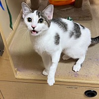 adopt a pet