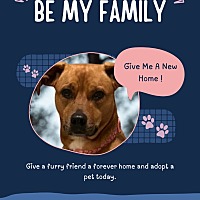 adopt a pet