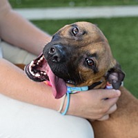 adopt a pet