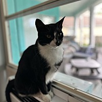 adopt a pet