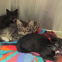 adopt a pet