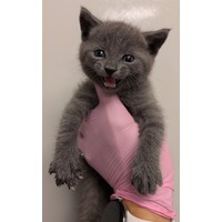 adopt a pet