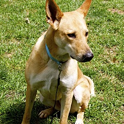 Thumbnail photo of River (fostered in GA) #1