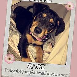 Thumbnail photo of SAGE #1