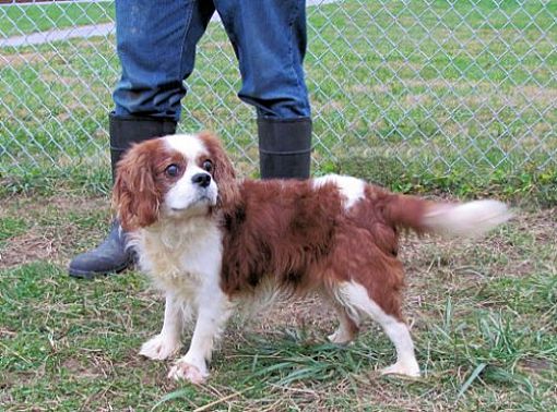 Calvin king hot sale spaniel