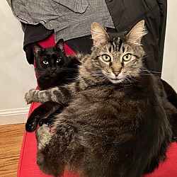 Photo of Noodles and Lucy