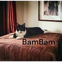 Thumbnail photo of BamBam #1