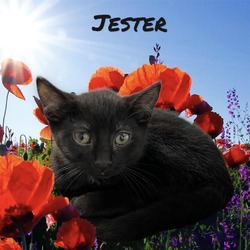 Thumbnail photo of Jester #2